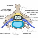 Anatomische Darstellung der Halswirbelsäule Querschnitt) / Quelle: wikimedia.org