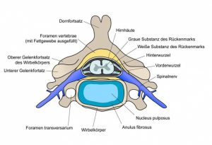 Anatomische Darstellung der Halswirbelsäule Querschnitt) / Quelle: wikimedia.org